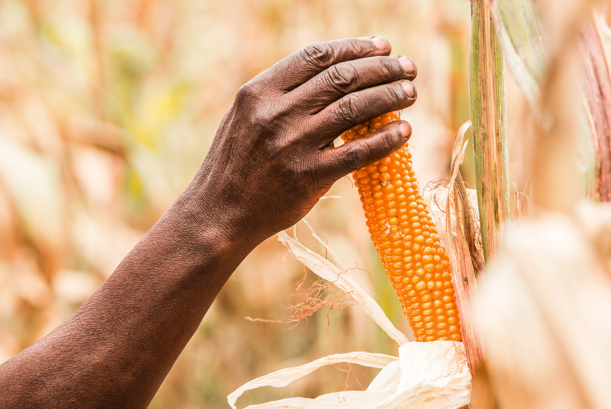 Food Security – The case for Aflatoxin - Junior Aklei Chaky-pexels