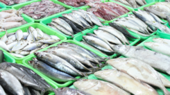 fish pic 1