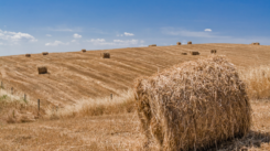 hay pic 2