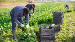 farming pic 1